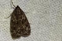 Eudonia truncicolella