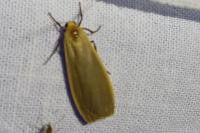 Katha depressa