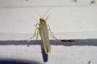 Manulea complana