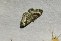 Epirrhoe alternata