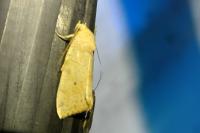 Cosmia trapezina