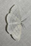 Cabera pusaria