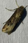 Agrotis ipsilon