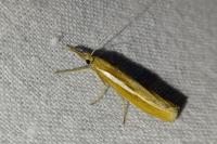 Agriphila tristella