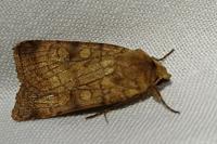 Xestia sexstrigata