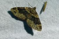 Xanthorhoe ferrugata