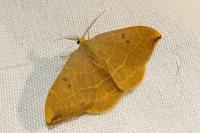 Watsonalla binaria / Watsonalla uncinula