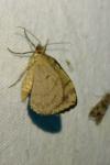 Thera variata / Thera britannica