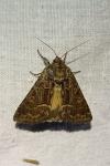 Thalpophila matura