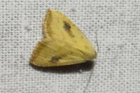 Rivula sericealis
