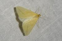 Rhodometra sacraria