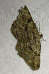 Peribatodes rhomboidaria