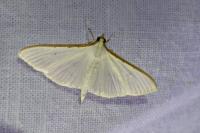 Palpita vitrealis