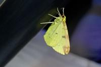 Opisthograptis luteolata