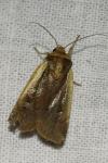 Ochropleura plecta