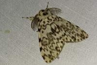 Lymantria monacha