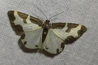 Lomaspilis marginata