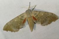 Laothoe populi