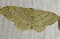 Idaea aversata