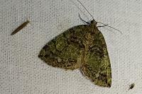 Hydriomena furcata