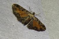 Eupithecia icterata