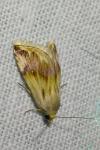 Eublemma ostrina
