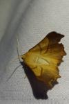 Ennomos fuscantaria