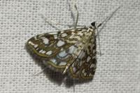 Elophila nymphaeata