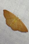 Cyclophora linearia