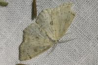 Cyclophora albipunctata