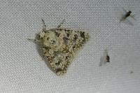 Bryophila domestica