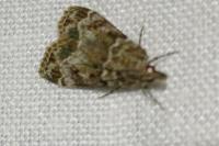 Eudonia mercurella