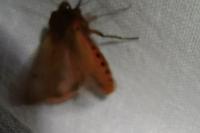 Phragmatobia fuliginosa