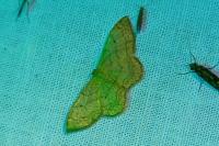 Idaea biselata