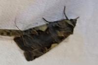 Xestia c-nigrum
