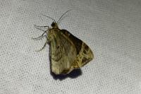 Ecliptopera silaceata