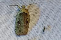 Agonopterix ocellana