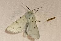 Acronicta leporina