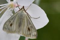 Sitochroa palealis