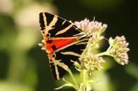 Euplagia quadripunctaria