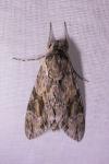 Agrius convolvuli