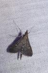 Dolicharthria punctalis
