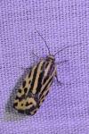 Emmelia trabealis