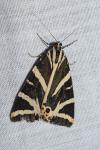 Euplagia quadripunctaria