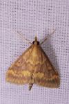 Ostrinia nubilalis
