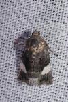 Tyta luctuosa