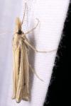 Ancylolomia tentaculella