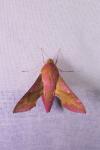 Deilephila porcellus