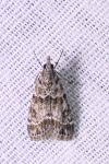Eudonia mercurella