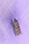 Homoeosoma sinuella